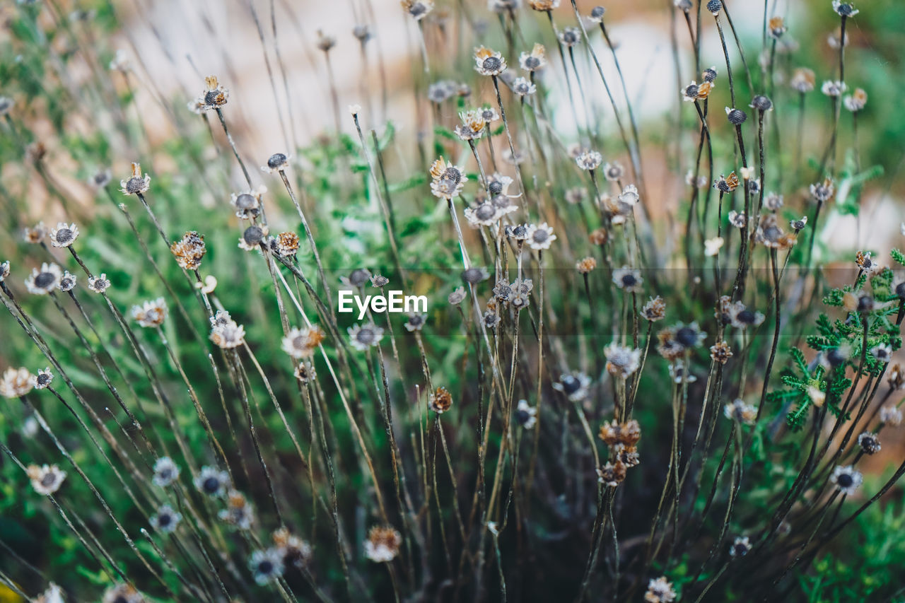 Close-up of flowering plants on field