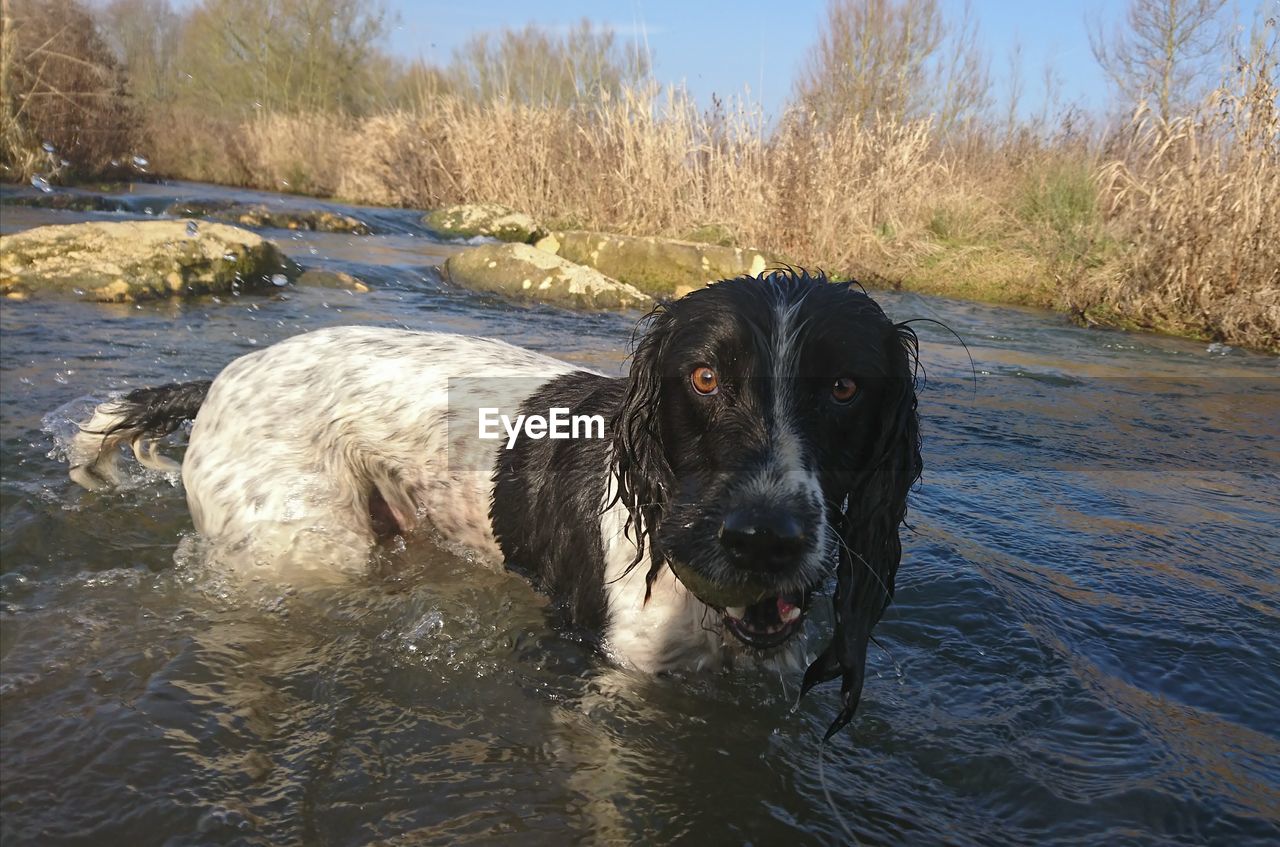 Portrait of dog standing in river