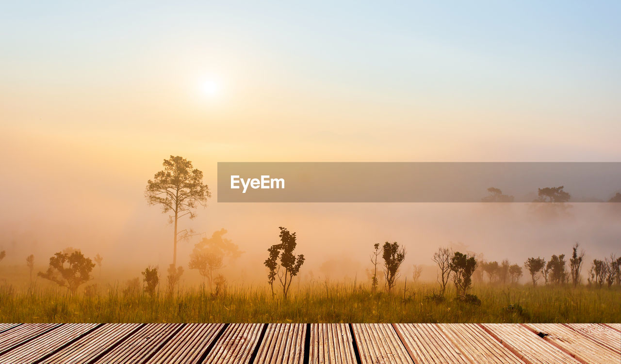 TREES GROWING ON FIELD AGAINST SKY DURING SUNSET