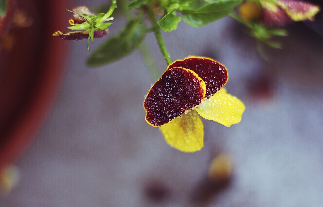 CLOSE-UP OF STRAWBERRY GROWING IN PLANT