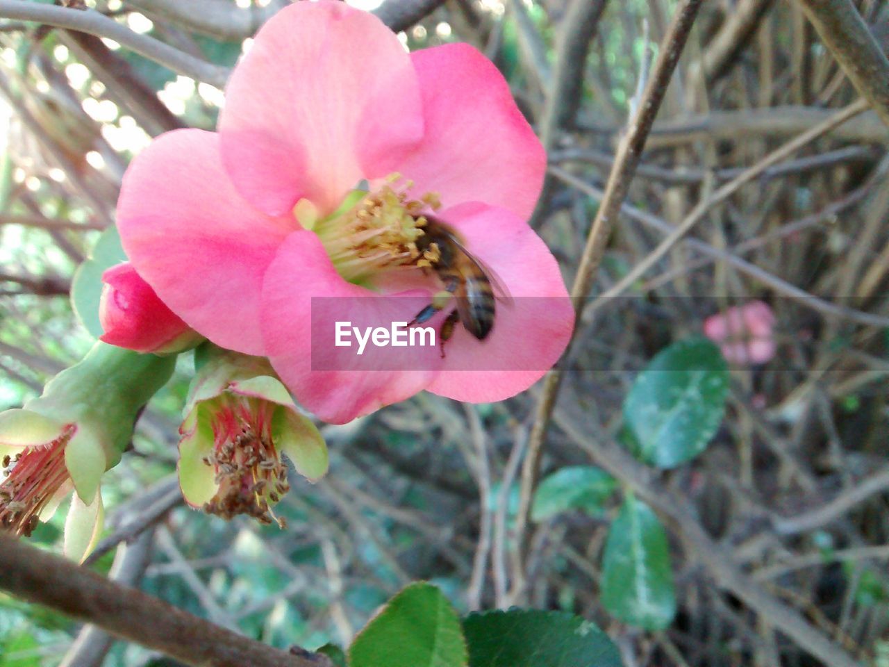 CLOSE-UP OF HONEY BEE POLLINATING FLOWER