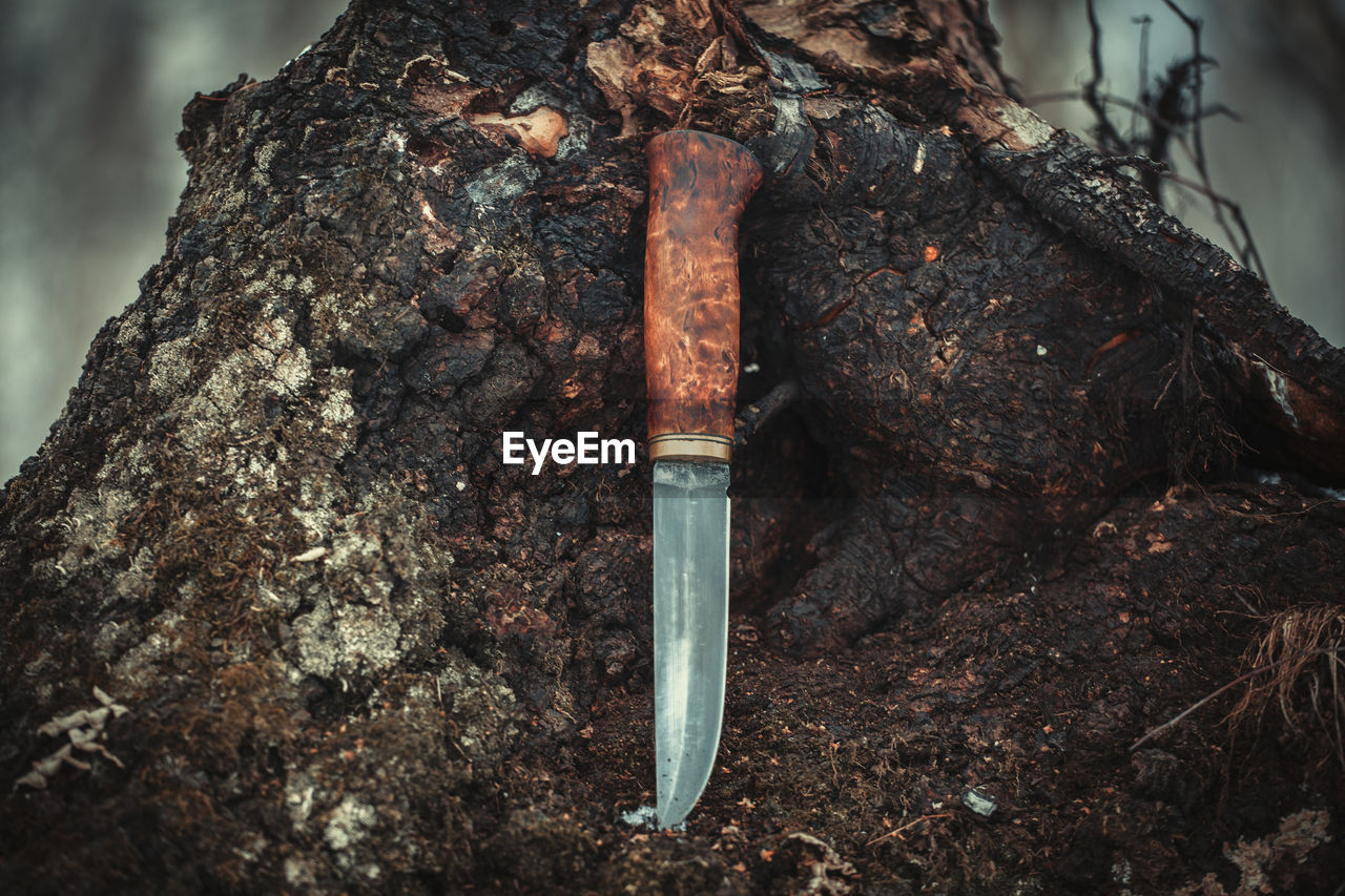 Close-up of tree trunk in forest