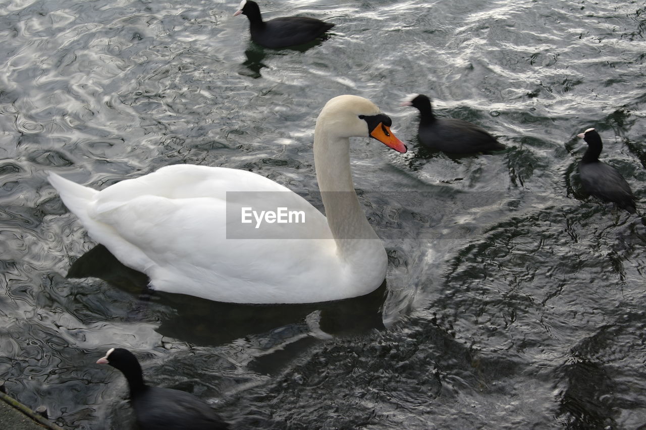 VIEW OF SWANS IN WATER