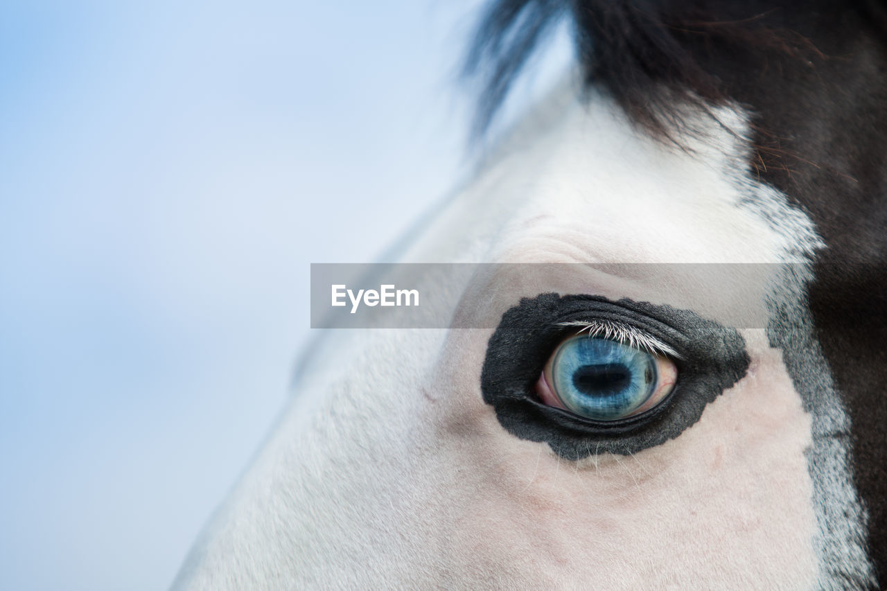 Cropped blue eye of horse against sky