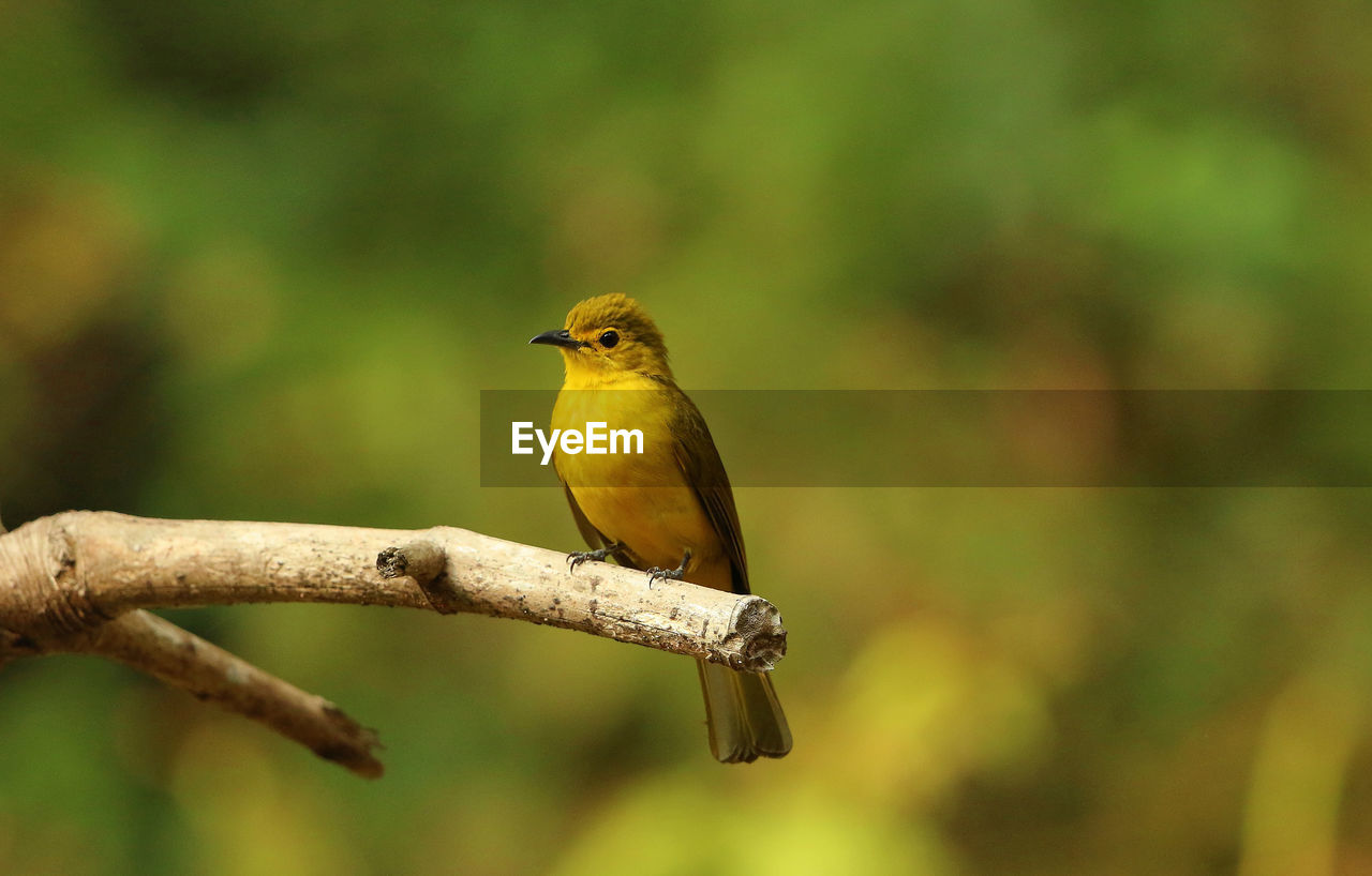 CLOSE-UP OF A BIRD PERCHING ON BRANCH