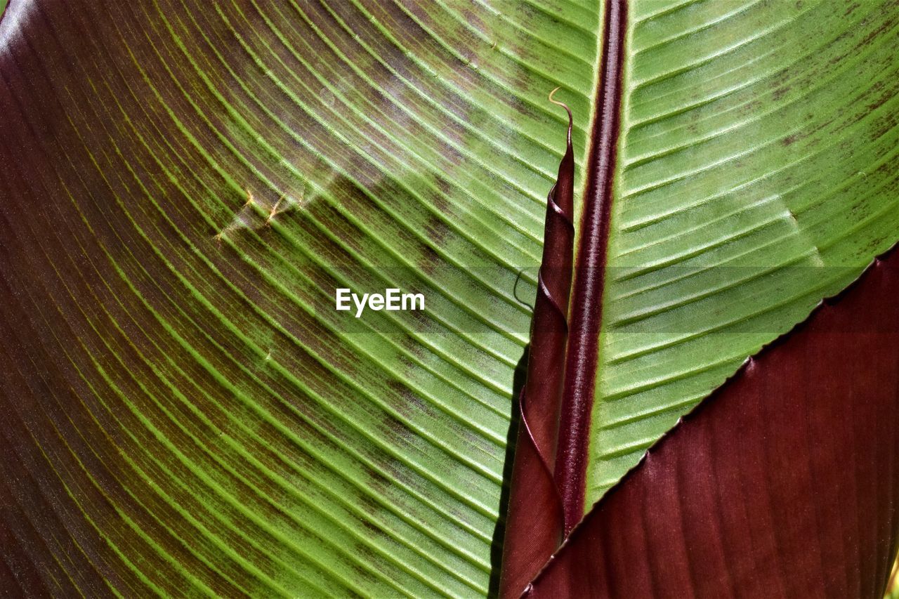 FULL FRAME SHOT OF PALM LEAF WITH LEAVES