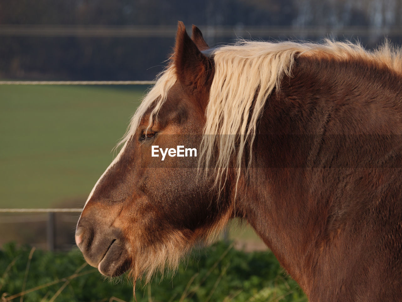 Close-up of horse