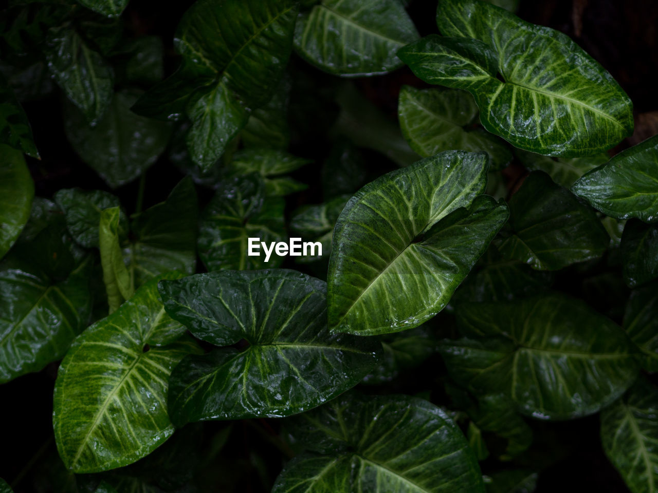 Full frame shot of fresh green leaves