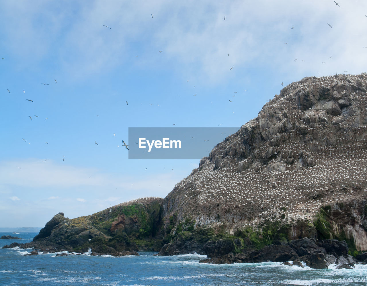 VIEW OF BIRDS ON ROCK