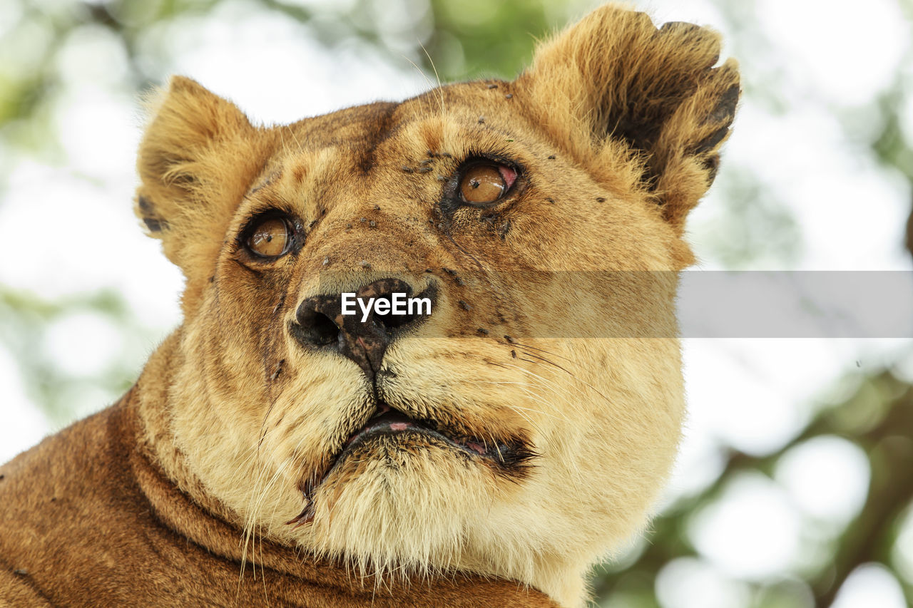 An african lioness up close