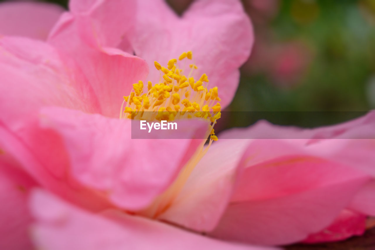 CLOSE-UP OF PINK FLOWER IN BLOOM