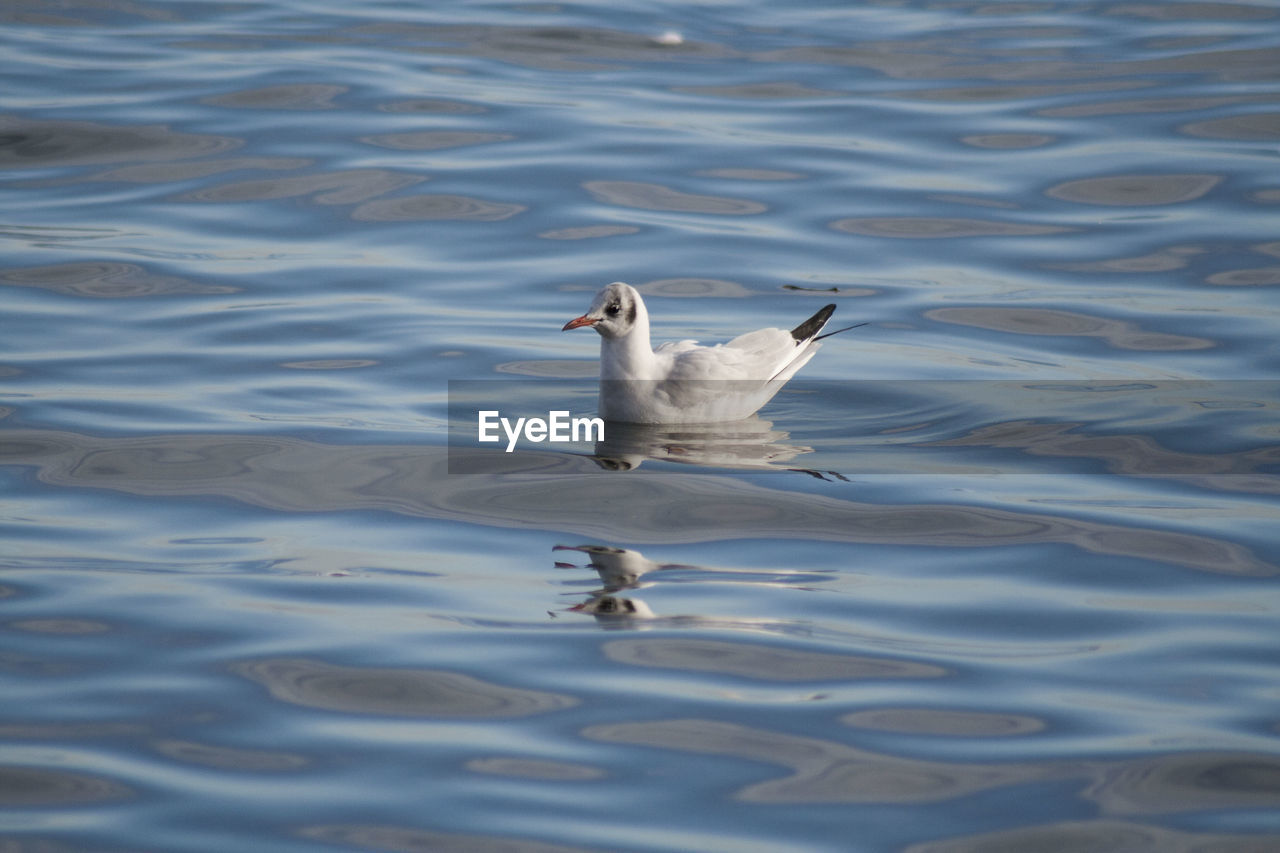 High angle view of seagull swimming in lake