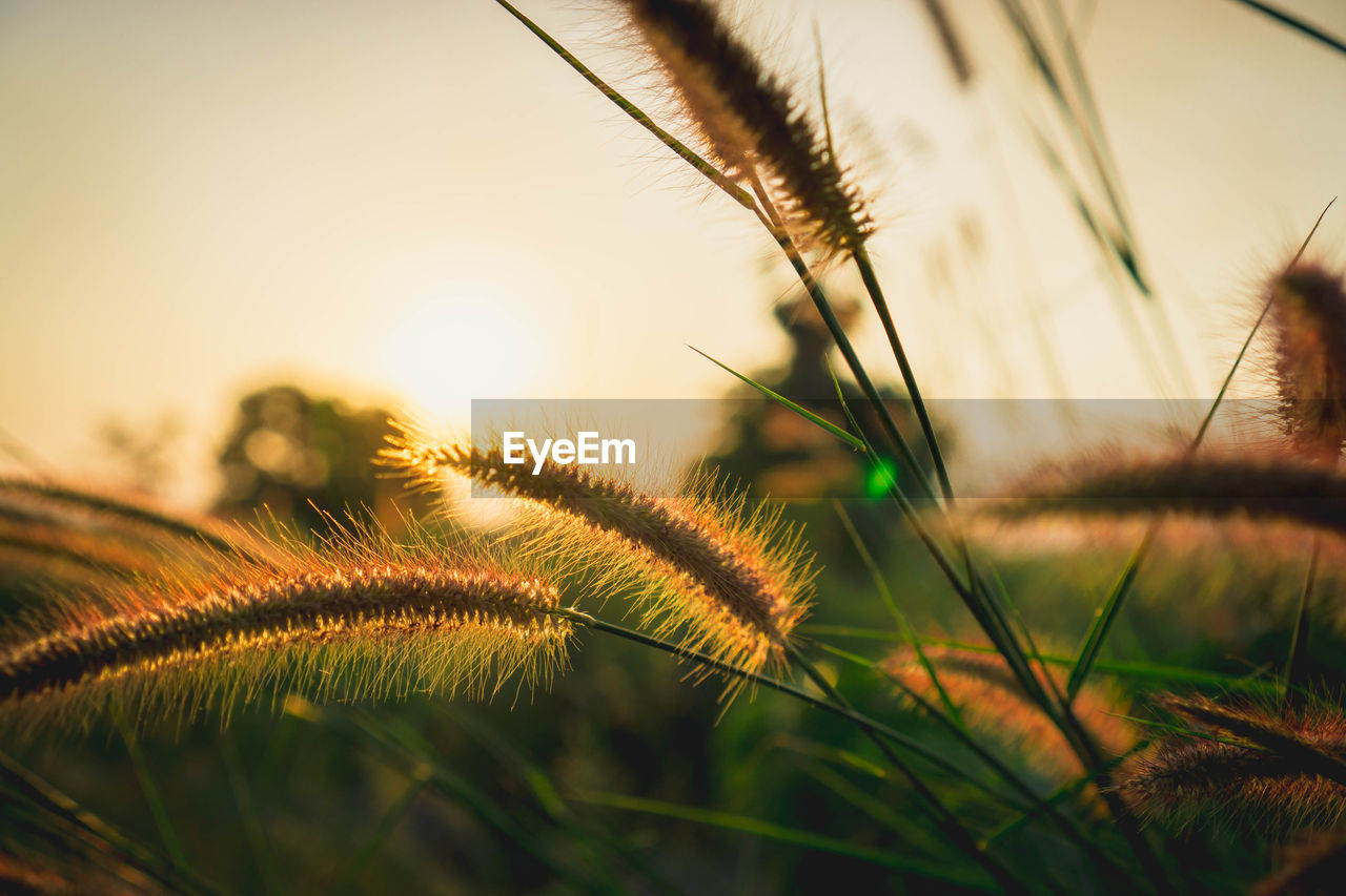 Close-up of stalks in field against sunset sky