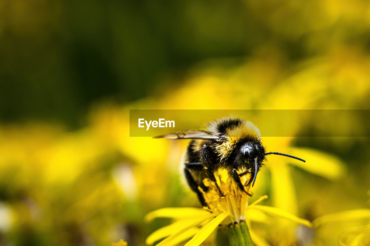 CLOSE-UP OF HONEY BEE ON FLOWER