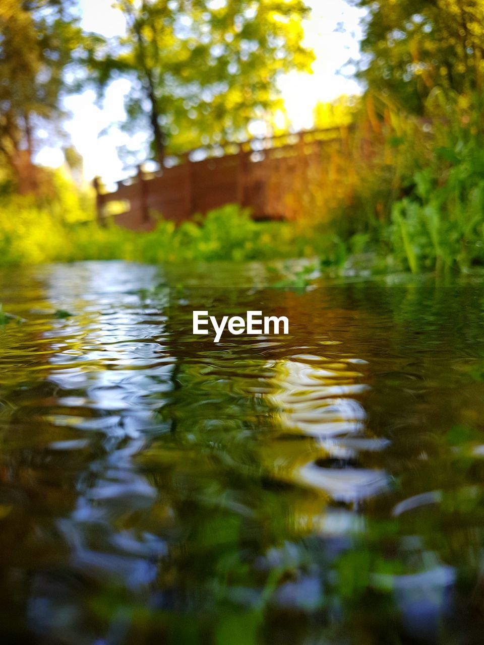 Water surface view of pond against trees