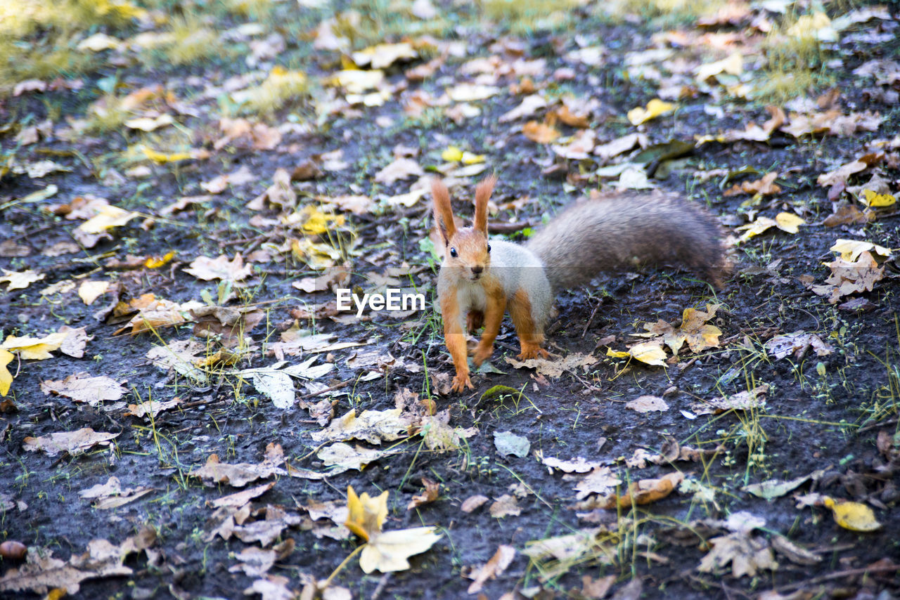 SQUIRREL ON LEAVES