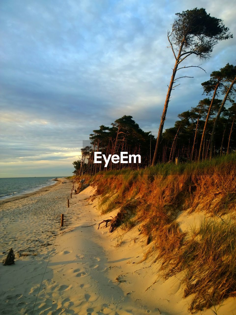 Trees growing by beach