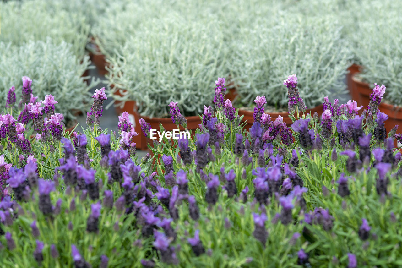 CLOSE-UP OF LAVENDER FLOWERS ON FIELD