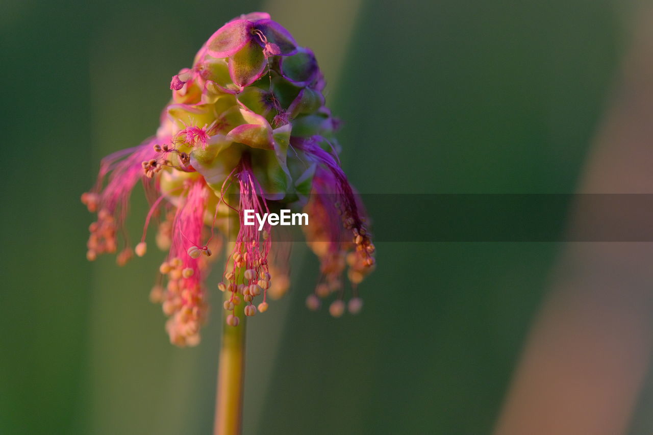 CLOSE-UP OF PURPLE FLOWERING PLANT