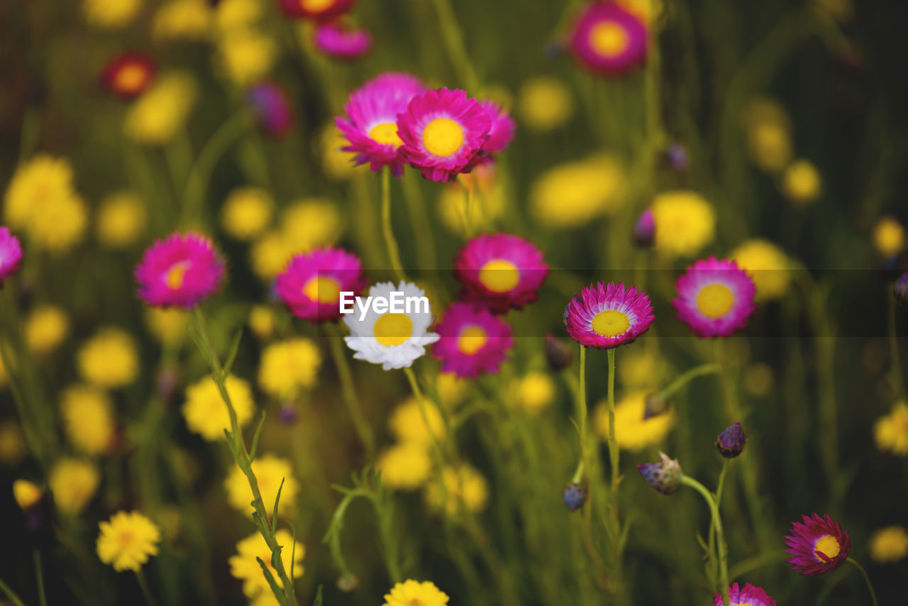 Close-up of yellow flowers blooming outdoors