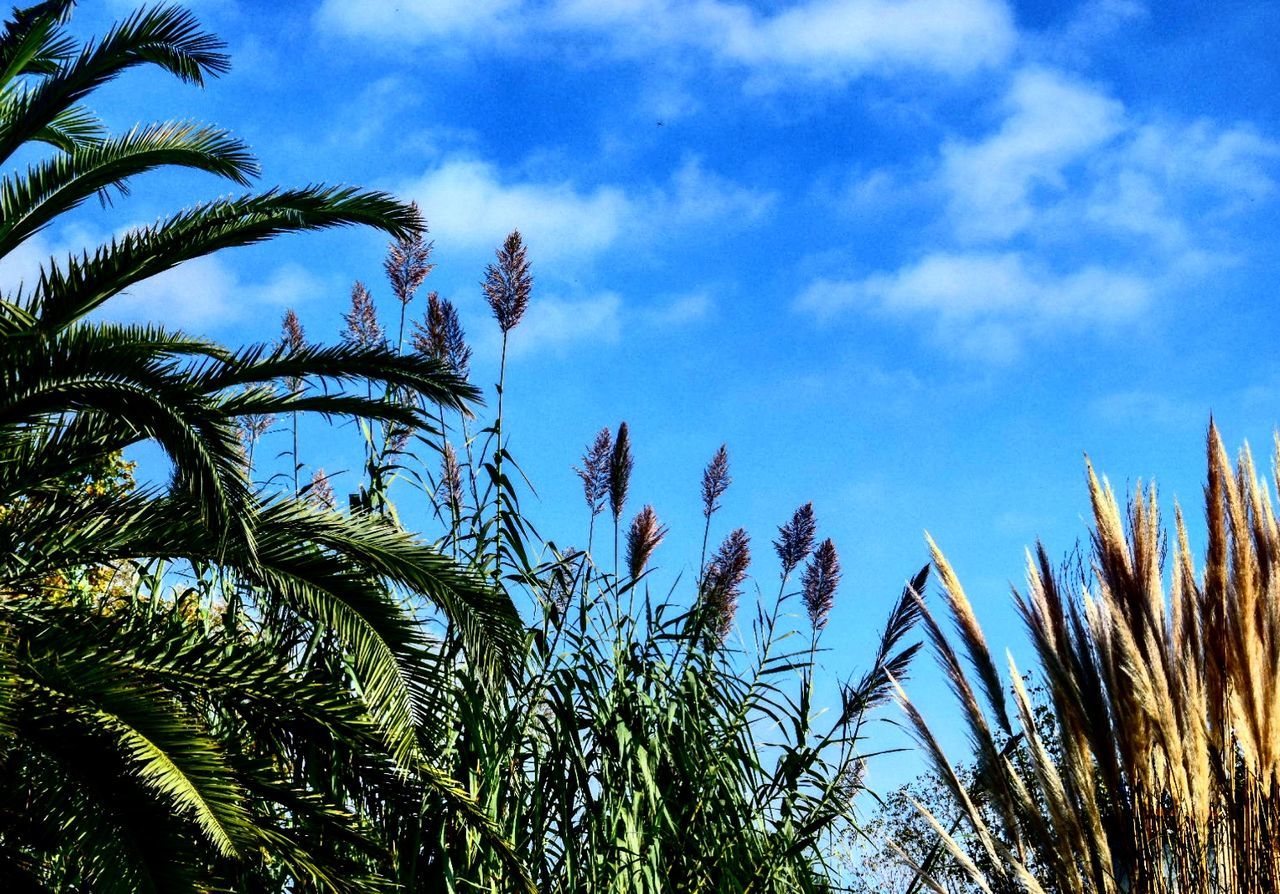 CLOSE-UP OF TREE AGAINST SKY