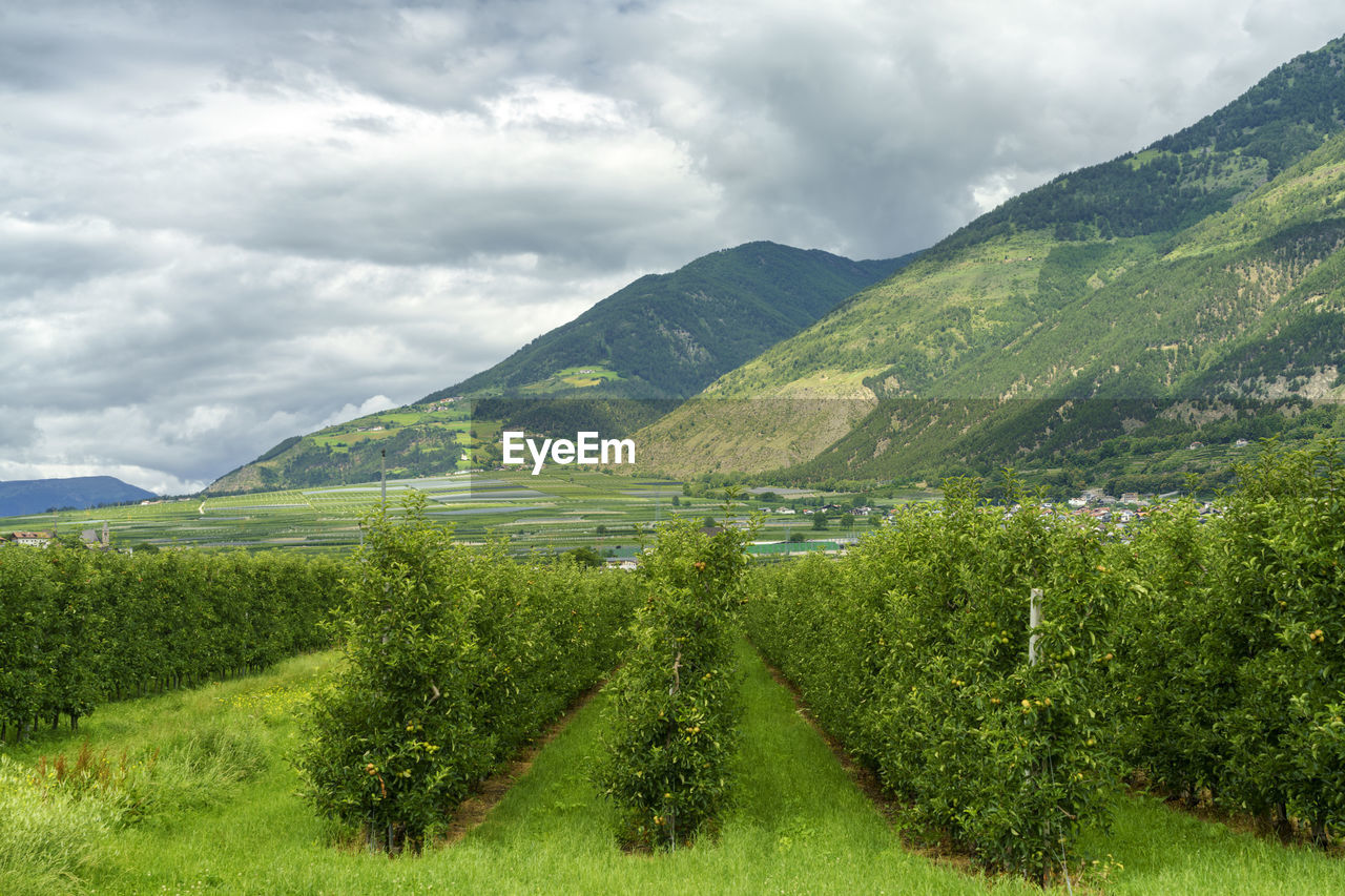 SCENIC VIEW OF GREEN LANDSCAPE AGAINST SKY