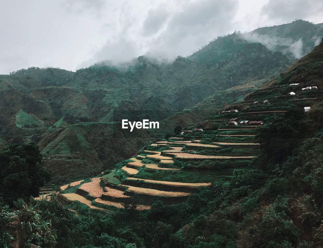 Rice terraces in cold breeze