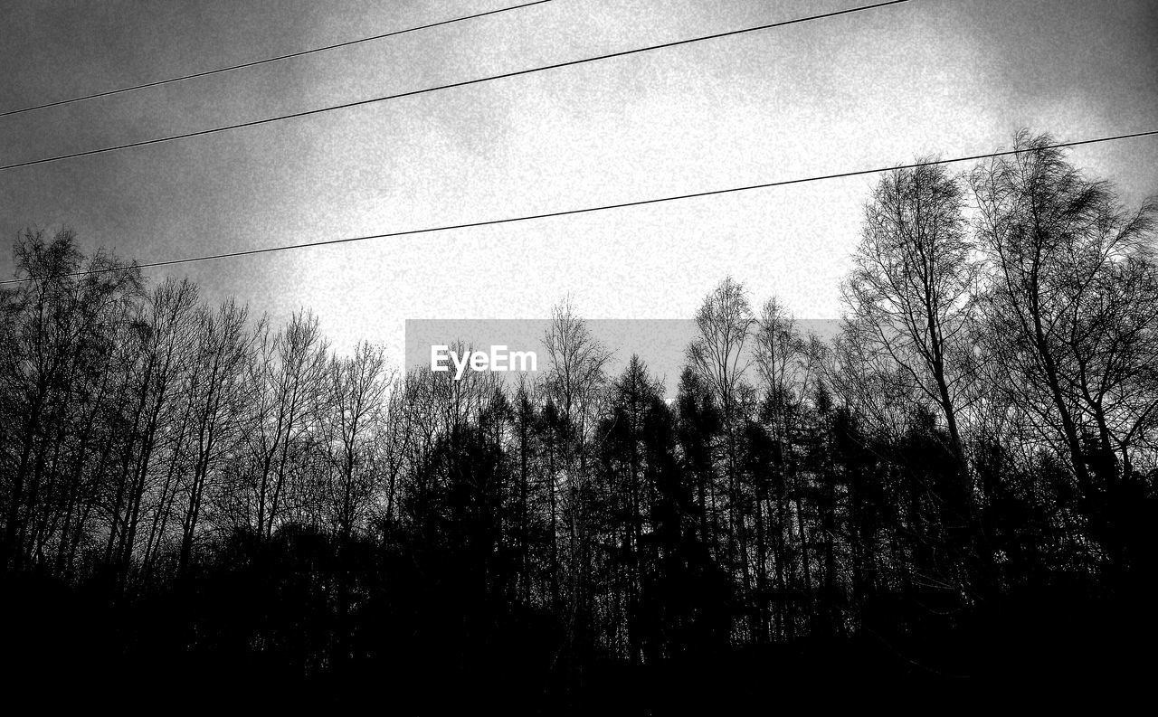 LOW ANGLE VIEW OF SILHOUETTE TREE AGAINST SKY