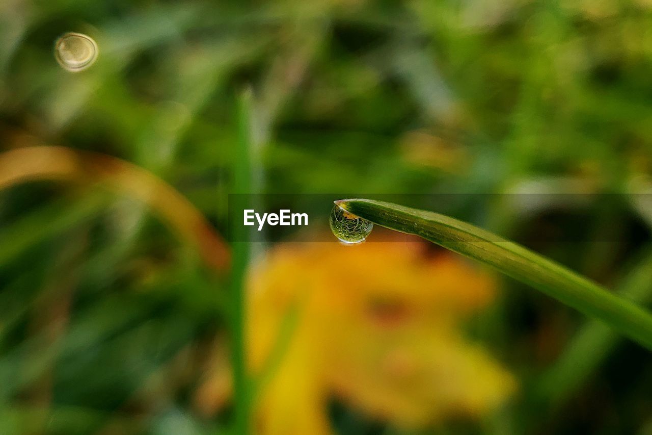 CLOSE-UP OF WET PLANT LEAF