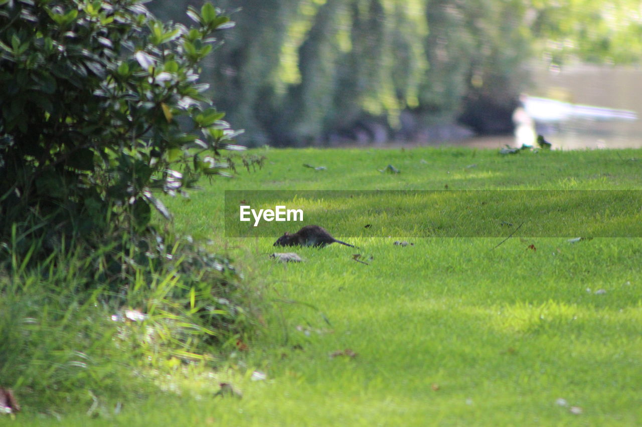 BIRD ON GRASSY FIELD