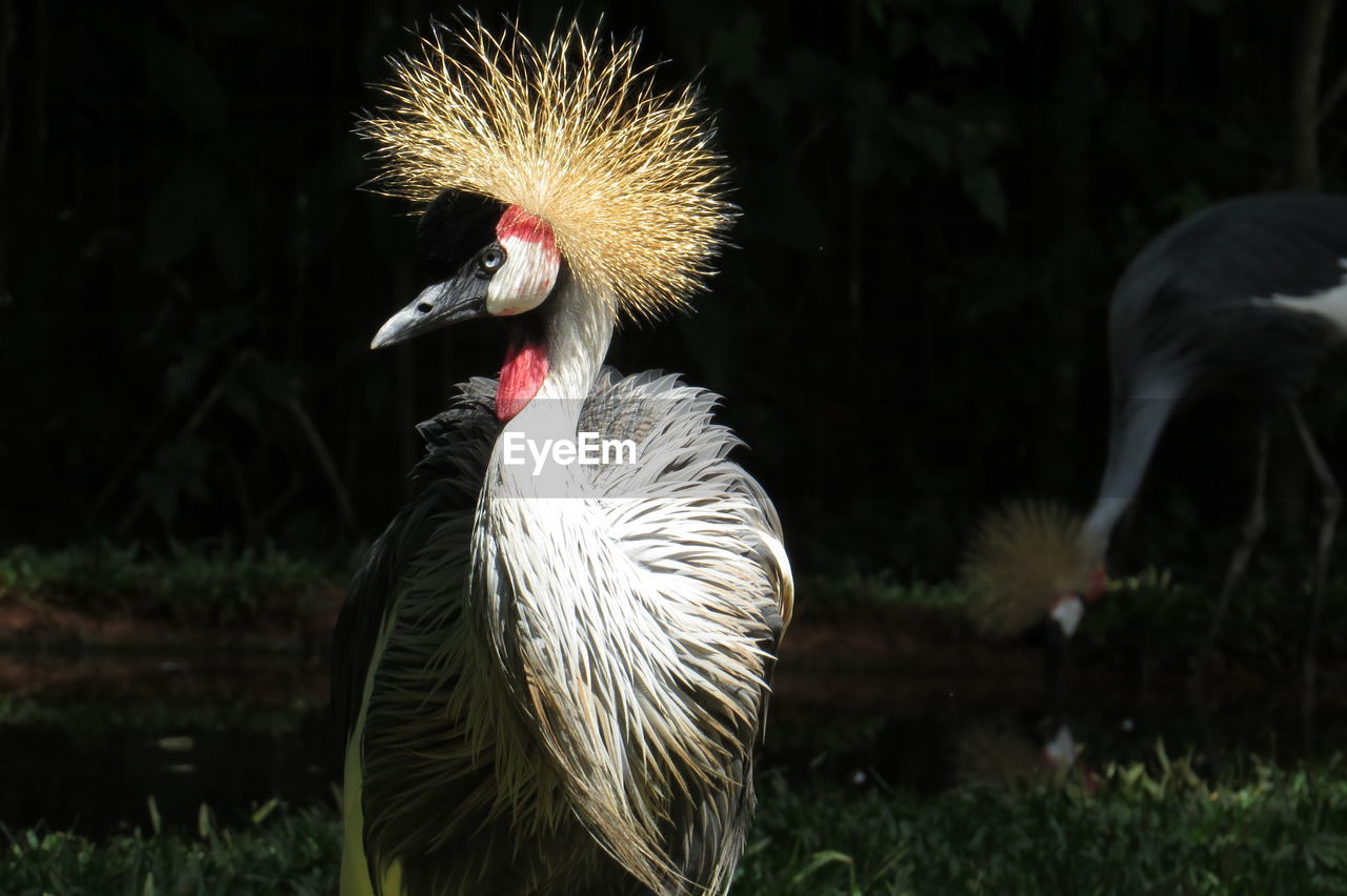 Close-up of a bird