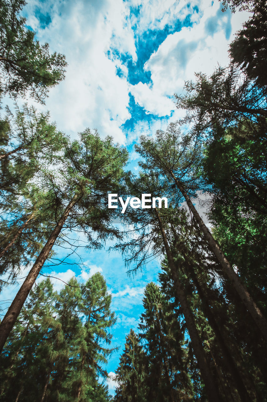 Low angle view of trees against sky