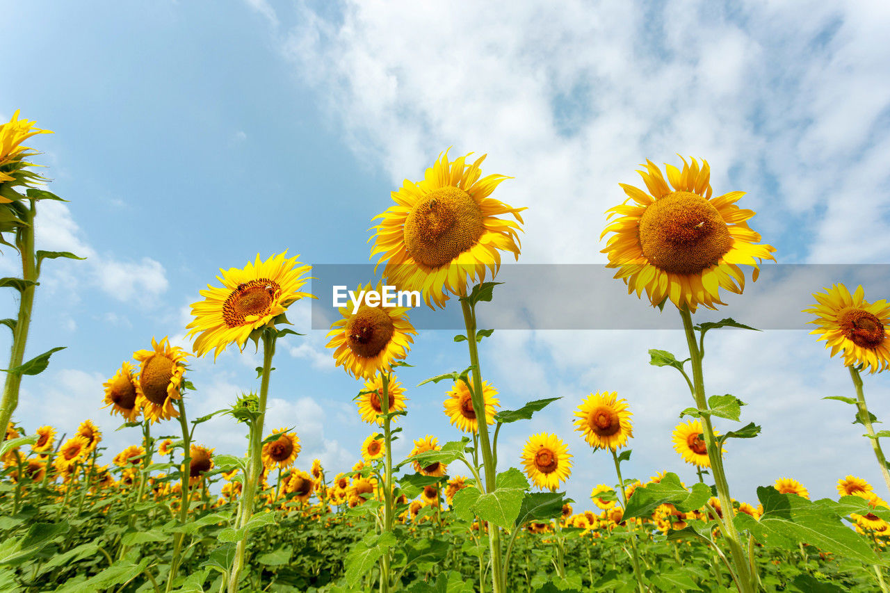 plant, flower, field, flowering plant, freshness, sky, beauty in nature, nature, yellow, growth, cloud, flower head, meadow, landscape, sunflower, land, rural scene, inflorescence, prairie, environment, fragility, no people, agriculture, petal, springtime, summer, outdoors, green, close-up, day, low angle view, grassland, grass, plant part, leaf, sunlight, botany, wildflower, blossom, scenics - nature, blue, plain, abundance, tranquility, vibrant color, crop, non-urban scene, multi colored, landscaped