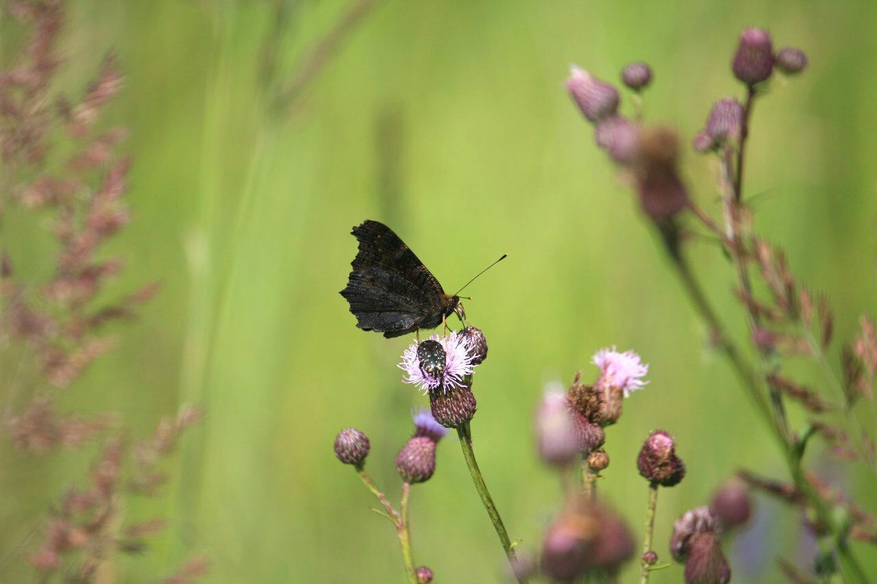 CLOSE-UP OF BUTTERFLY ON FLOWER