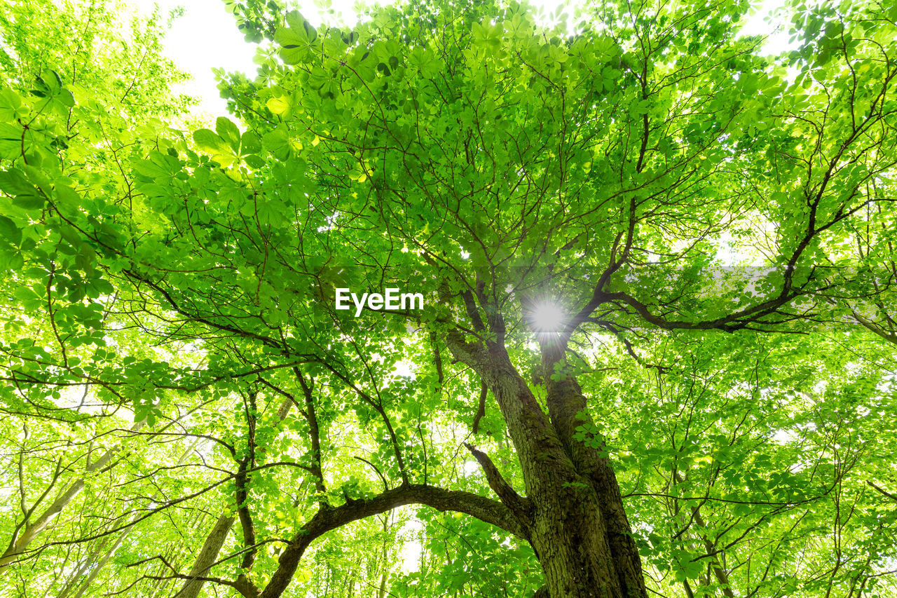 Low angle view of sunlight streaming through trees