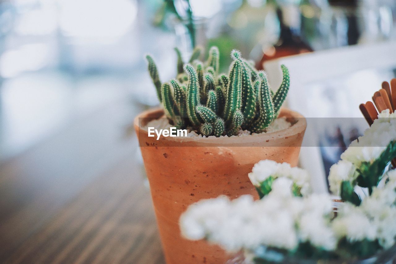 Close-up of potted plant on table