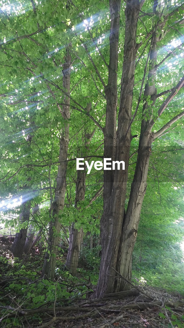 VIEW OF TREES IN FOREST