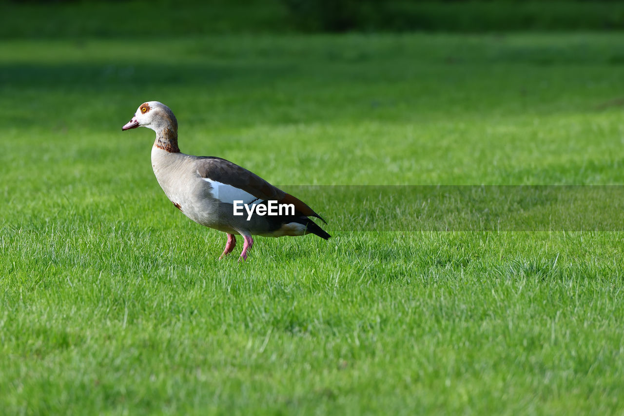 Gray goose walks on the green grass 