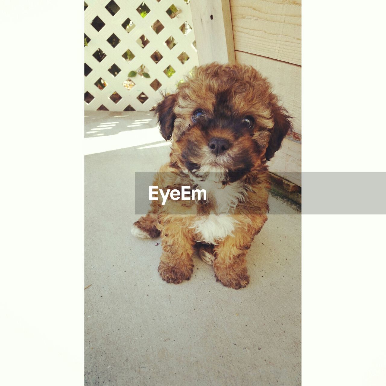 Puppy sitting on porch