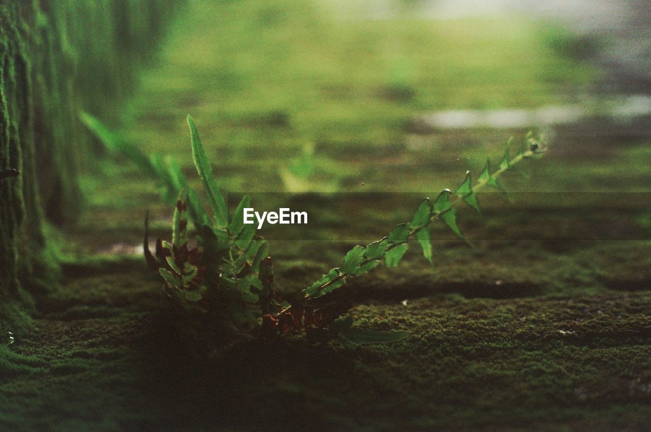 CLOSE-UP OF FRESH GREEN PLANTS