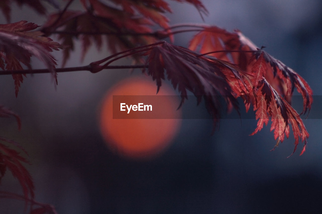 CLOSE-UP OF RED LEAVES ON TREE