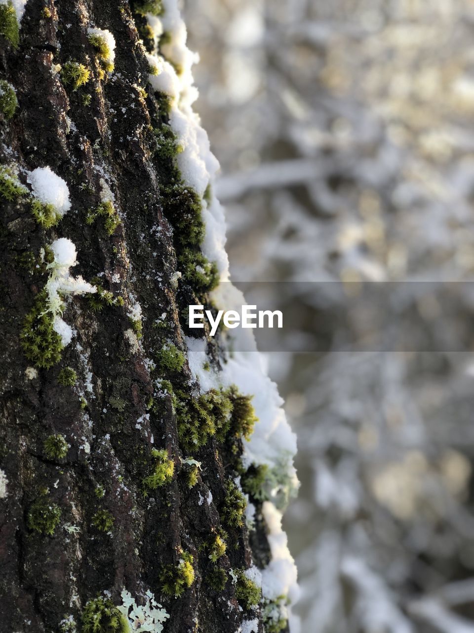 CLOSE-UP OF SNOW COVERED TREE TRUNK