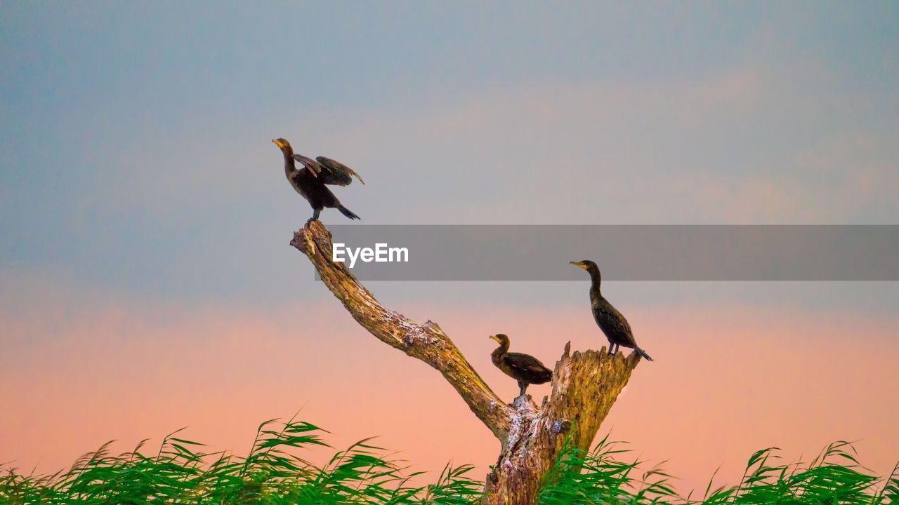 BIRD PERCHING ON A TREE