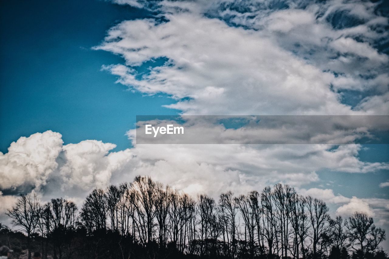 LOW ANGLE VIEW OF TREES IN FOREST AGAINST SKY