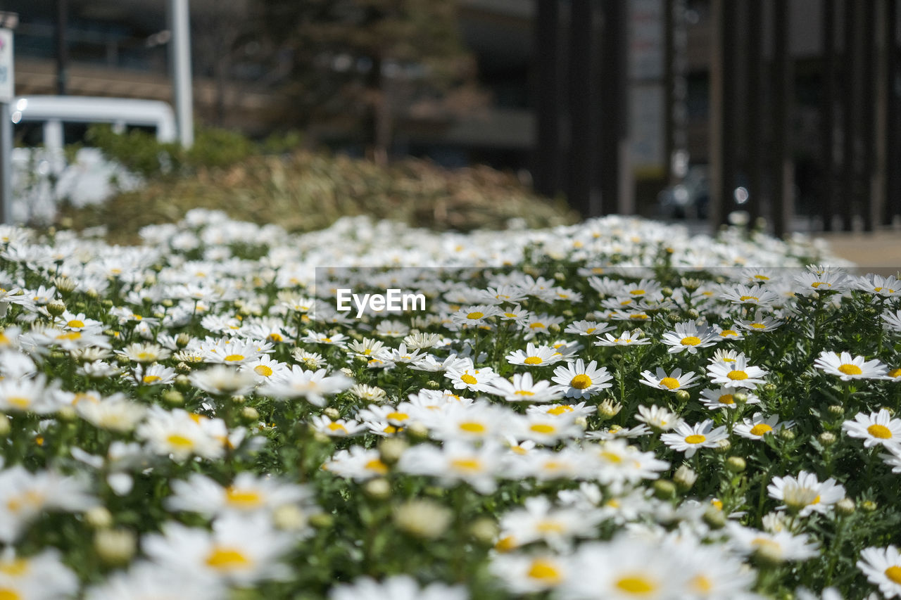 Close-up of flowering plants on snow covered land