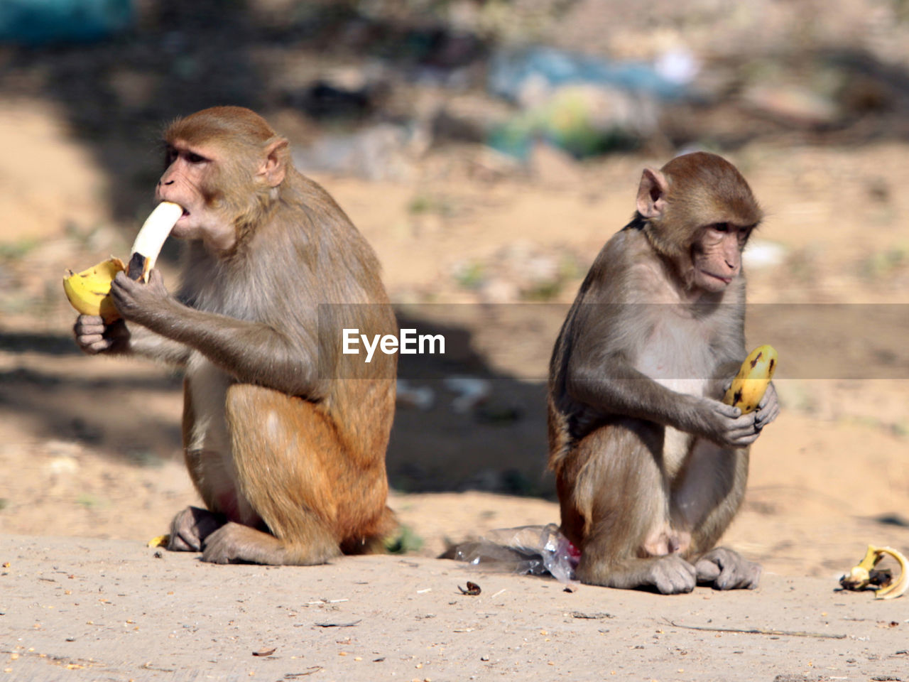 Monkeys eating food