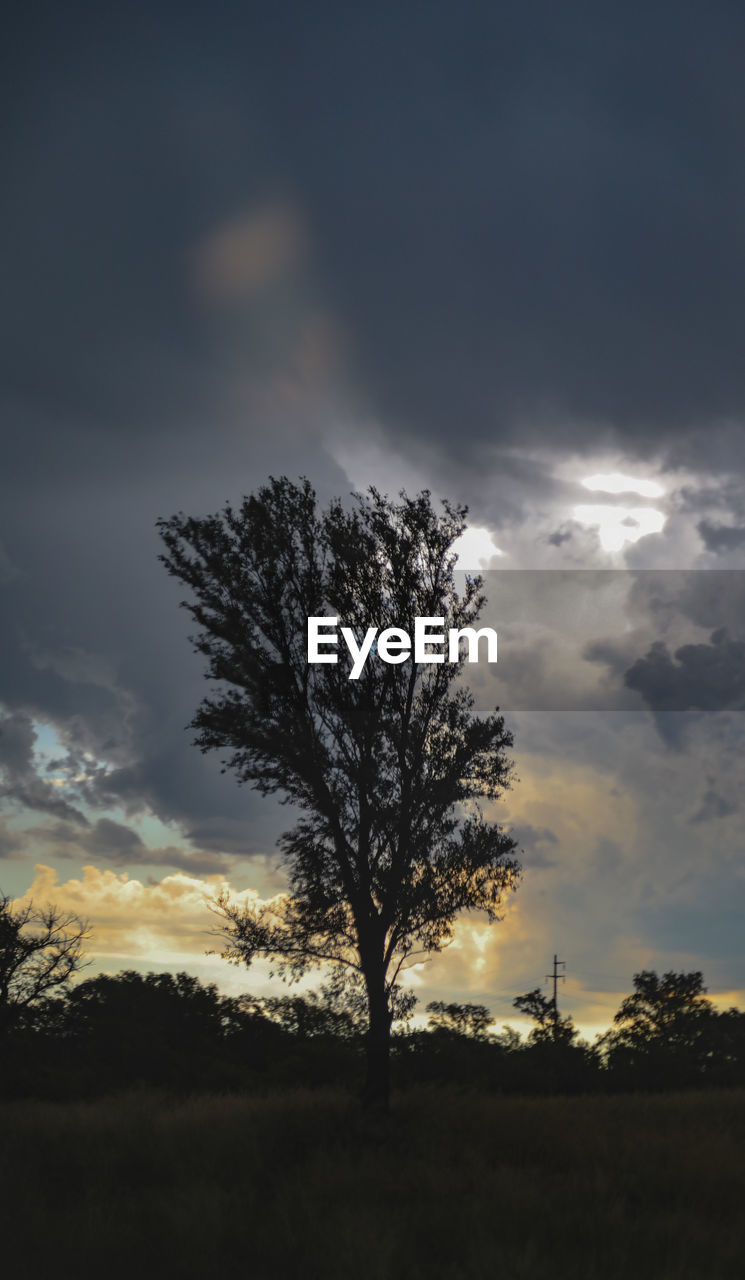 Silhouette tree on field against sky during sunset