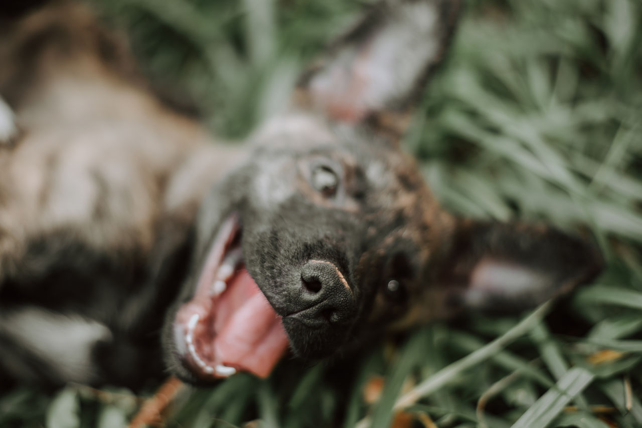 CLOSE-UP OF A DOG LYING