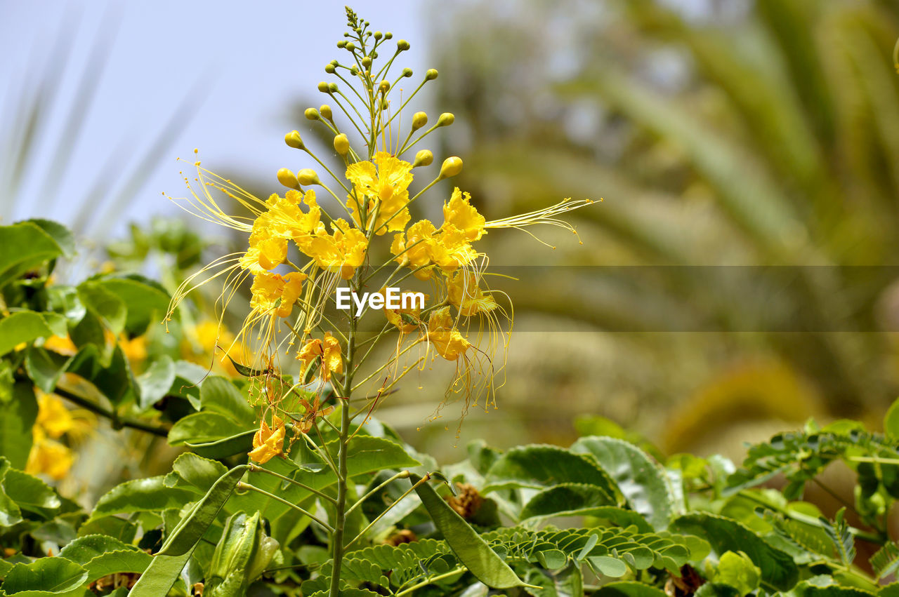 Dwarf poinciana latin name caesalpinia pulcherrima flowers