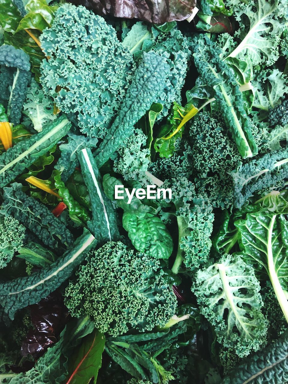 High angle view of kale leaves